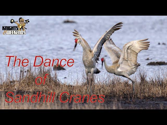 The Dance of Sandhill Cranes