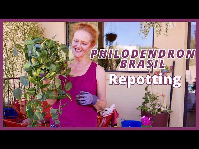 PHILODENDRON BRASIL Repotting + Planting Cuttings / JoyUsGarden