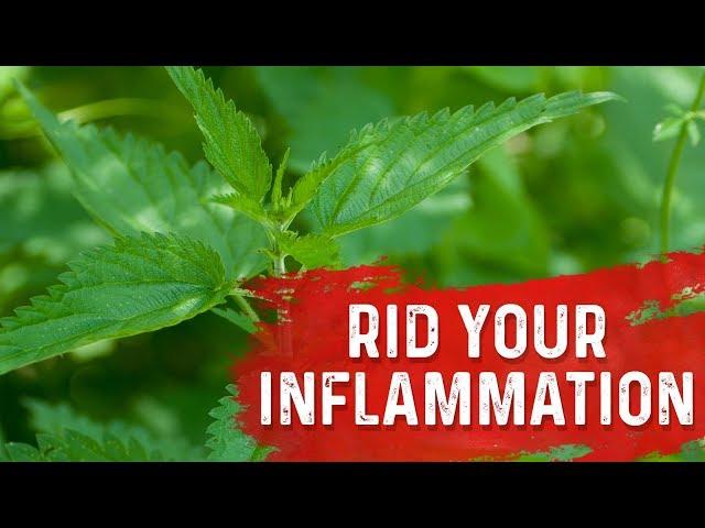 Stinging Nettle Root: Powerful Anti-inflammatory - Dr. Berg