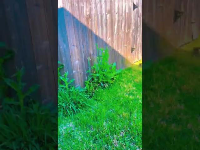 Lawn edging process part 38 | how to edge around trees safely