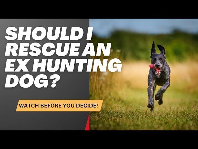 Should I rescue an ex hunting dog?