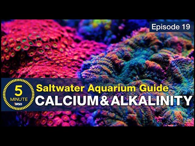 The Cool Part of Reefing. Calcium, Alkalinity & Growing Corals in the Aquarium - A Beginner’s Guide