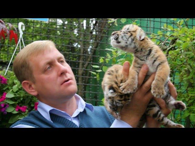 Поздравление с 8 марта из парка львов Тайган.