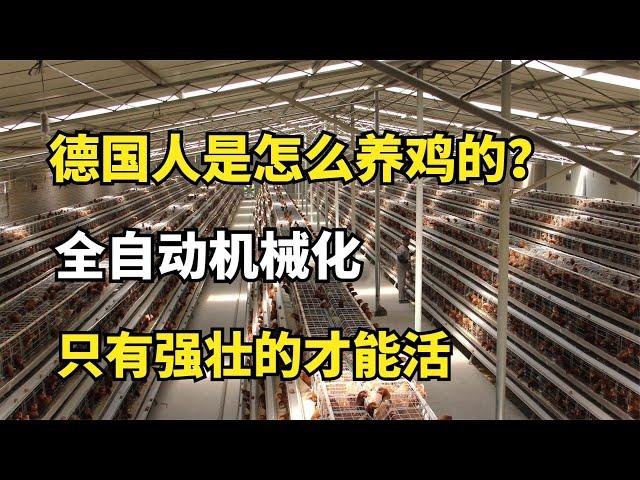 德国人是怎么养鸡的？全自动机械化，只有强壮的才能活