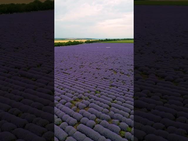 Lavanda #moldova