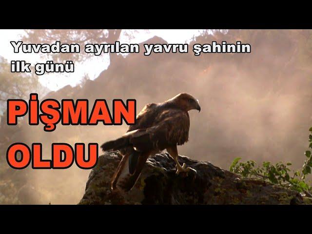 Yuvadan ayrılan yavru şahinin ilk günü / PİŞMAN OLDU