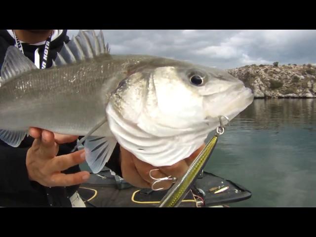 Seabass in the morning! Minnkota Humminbird  power..  beauty of spinning life..