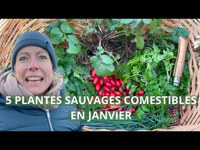 5 plantes sauvages comestibles en janvier