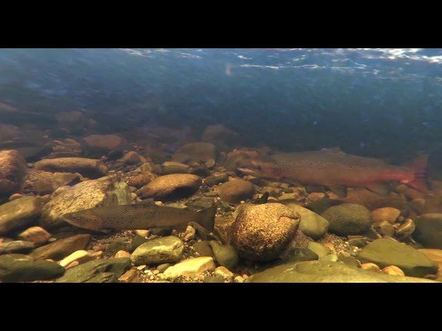 underwater video salmon & sea trout River Avon, Strathspey, Scotland