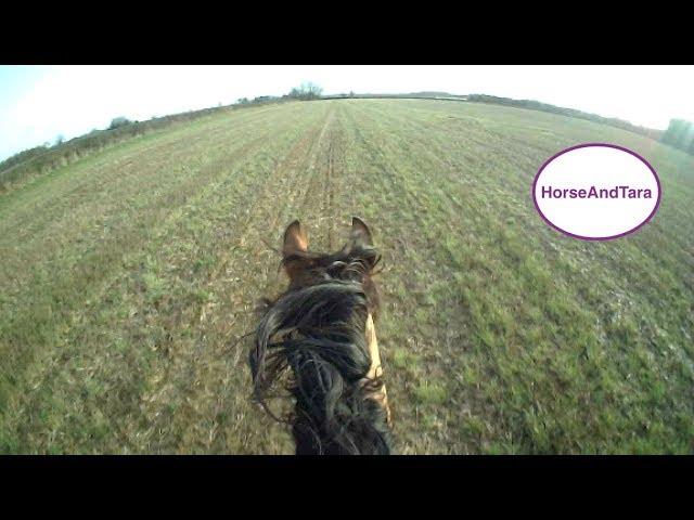 Arabian horse would not stop after a flat out gallop