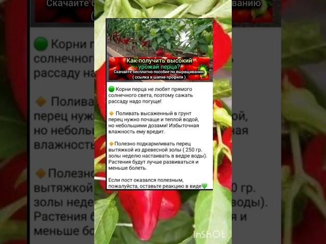 болгарский перец, секреты выращивания.