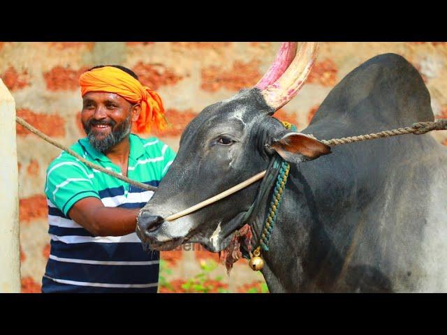 Cheetah Speed NTC Bulls | High Speed Pi pii bulls | Hori Habba Jallikattu