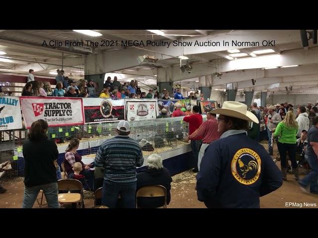 A Short Clip From The 2021 MEGA Poultry Show Auction In Norman OK!