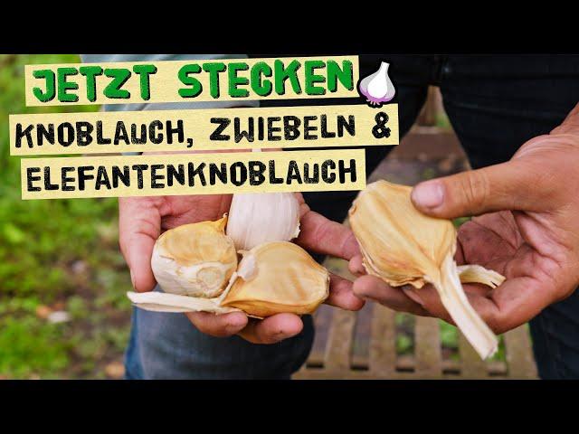 Knoblauch im Herbst pflanzen, Wintersteckzwiebeln und Elefantenknoblauch vor dem Winter stecken.