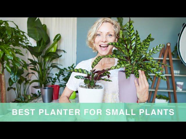 Best Pot For Small Plants - How To Pot Plants In Lechuza Deltini Planter