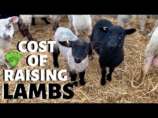 How much does it cost us to raise a lamb?  (FROM WEAN TO MARKET): Vlog 233