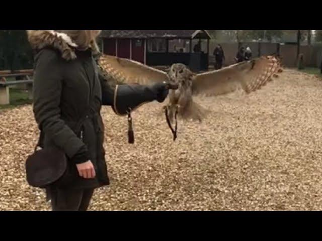 Eagle Owl Lands On His Owner's Glove In Slow Motion