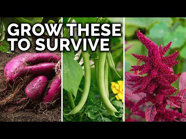 7 Survival Crops to Grow for MAXIMUM Calories