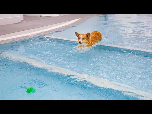 Winter time Indoor pool for dogs (feat.Sasha the corgi)