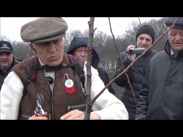 Семинар по ореховодству. Практическая часть. Формирование саженцев ореха. Март 2017