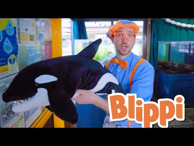 Blippi Learns About Sea Creatures - Ocean Friends | Life at Sea | Kids Learning | Toddler Show