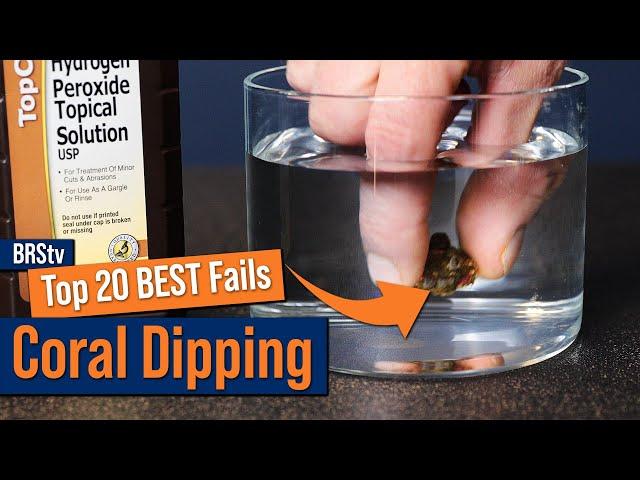 Top Coral Dipping Mistakes! Don't Try These At Home With Your Reef Tank Corals.