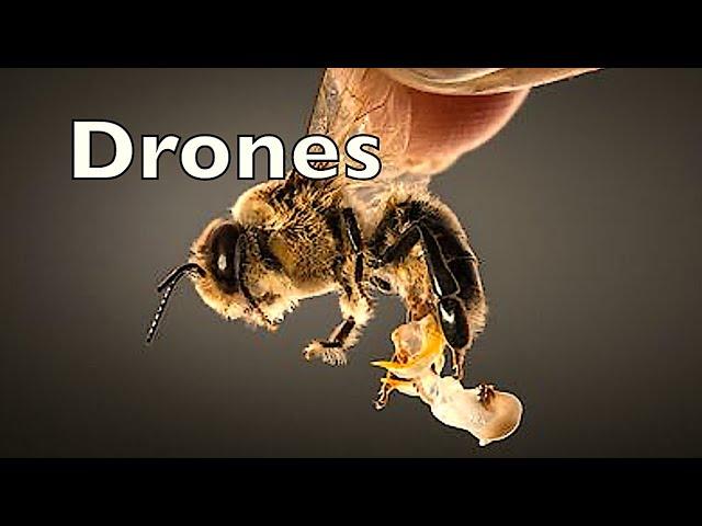 Honey Bee Drones