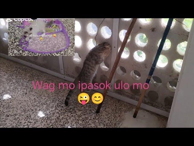 ANG makulit at malikot Ang alaga ko..#cat#byihe ni kute vlog.