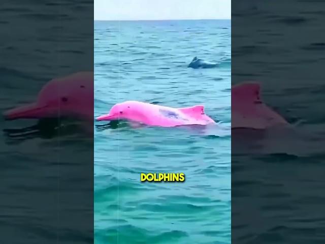 Why Are Dolphins Turning Pink?