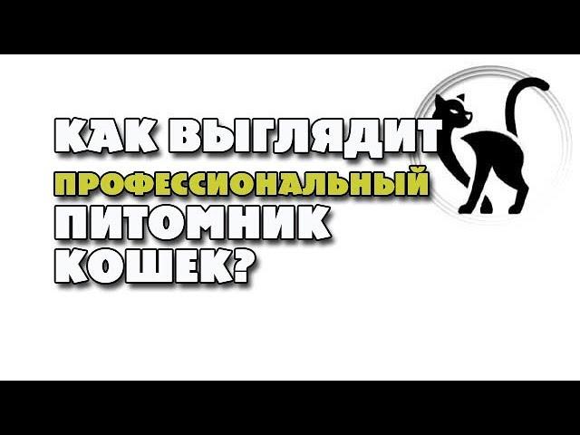 Как должен выглядеть образцовый кошачий питомник?