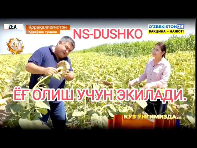 Кунгабоқар NS-DUSHKO. ZEA ва PANAEV FARMS хамкорлигида 2021 йилда ўтказилган тажриба натижаси.