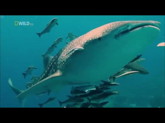 Animal Documentary 2021 Nature Wildlife Animals 2021 HD