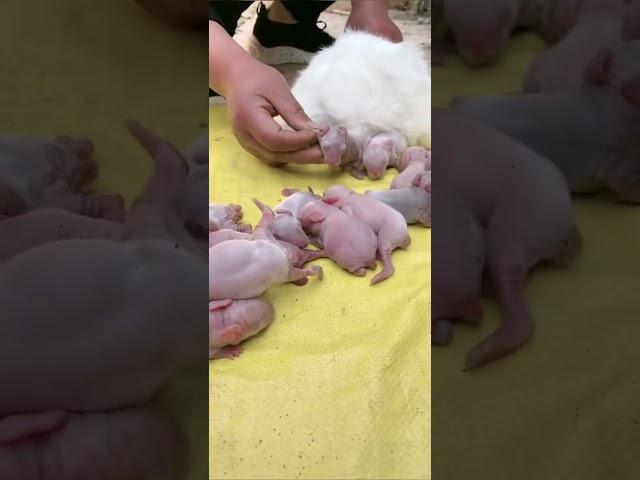  Farmers in rural areas Expert tips for successful rabbit breeding! 
