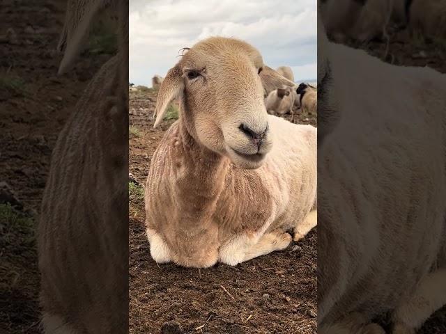 The Science of Cud  Why Sheep Chew Like Zen Masters #cutefarmanimal #animals #cute