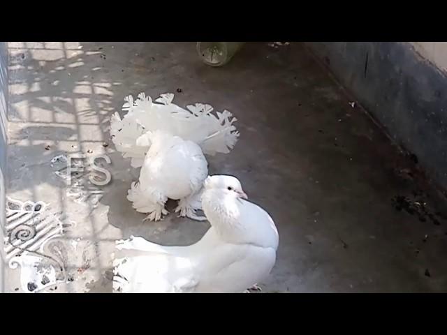 Beautifully Pigeon matting Time