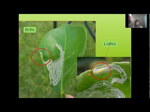 CLASE LEPIDOPTERA