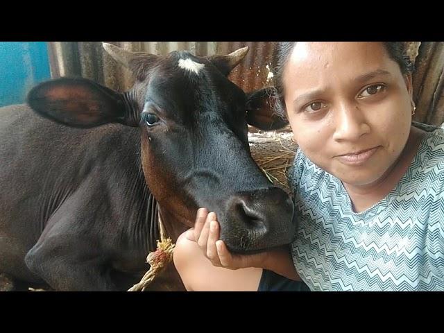 Beutiful Hostel Caft|| CowVideo For Animal Lover|| My BeutifulCaft || Indian Vlogger Swetu