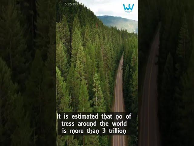 Are trees more than stars ?