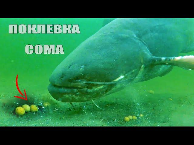 Зрелищная рыбалка на Сома. Поклевка большого сома. Подводная съёмка.