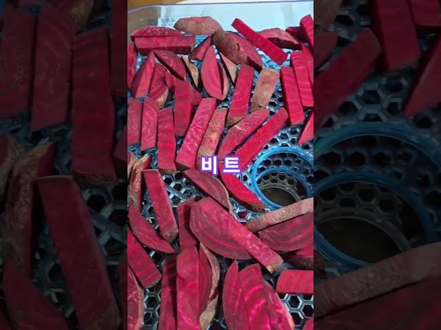 비트를 건조기에 말려서 생수병에 넣어 우려마시면 좋다고 합니다 #Shorts