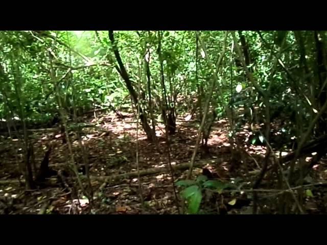 Exploring the jungle of Amparo Island. Video taken by our castaway Ian Argus Stuart