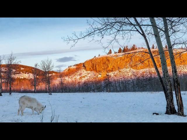 Yukon Wildlife Preserve