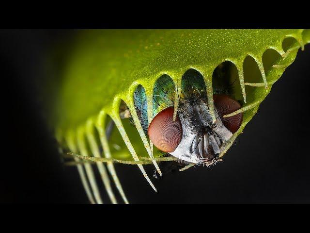 DEADLY Carnivorous Plants! (World's Most Spectacular Plants episode 3 of 14)