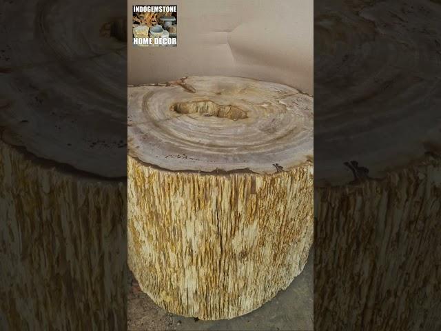 Bark Edged Petrified Wood #petrifiedwood #livingroomdecor #homedecor #stonetable