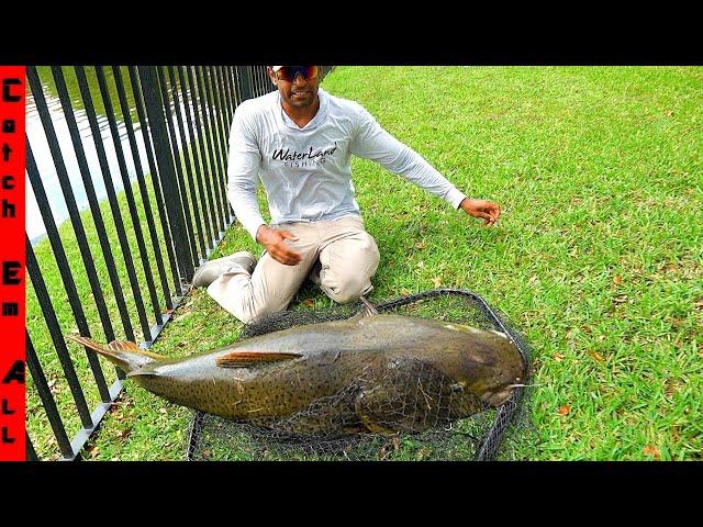 CATCHING Exotic GIANT HYBRID TIGER CATFISH in Florida!