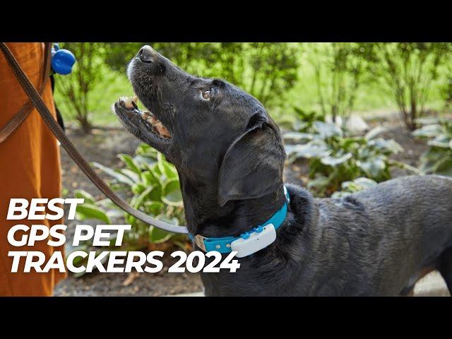 Best GPS Pet Trackers 2024  How to Choose a Tracker to Keep an Eye on your Pet?