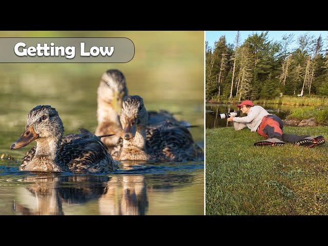 Getting Low For Wildlife Photography