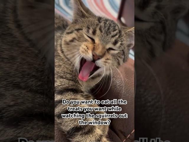 Just meow