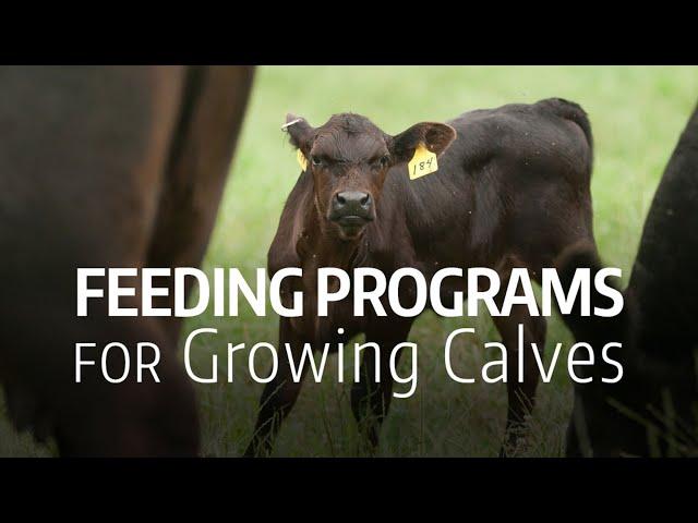 Feeding Programs for Growing Calves