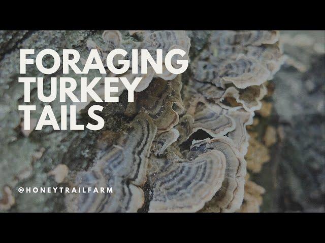 Foraging for Turkey Tail Mushrooms